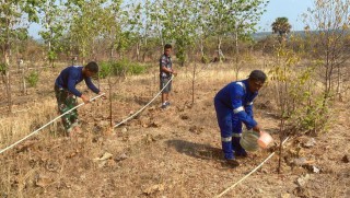 Kreatif, Lanudal Kupang Ubah Lahan Tandus Berkarang Jadi Lahan Konservasi Gaharu dan Cendana