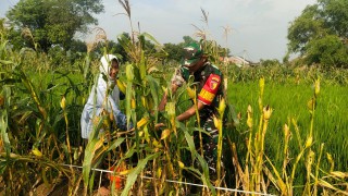 Babinsa Koramil Sidayu Bantu Petani Panen Jagung Di Desa Sambipondok