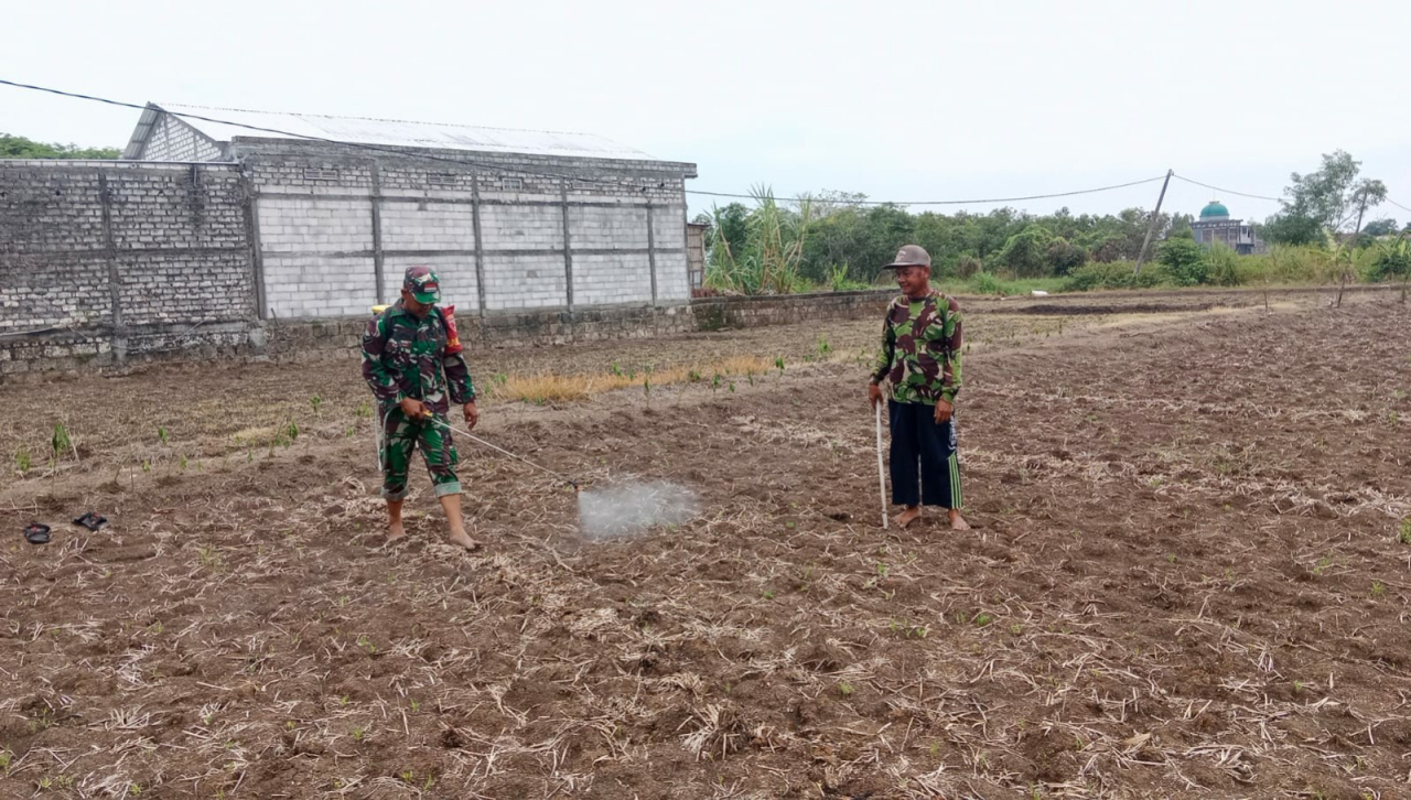 Bentuk Kepedulian Babinsa Membantu Petani Dalam Merawat Pertanian di Wilayah