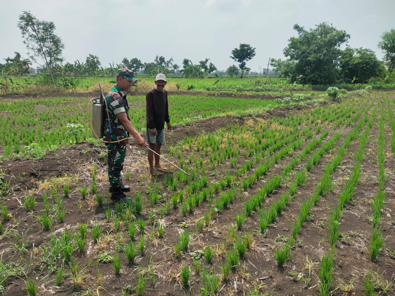 Pendampingan Babinsa Terhadap Petani Binaan Wujudkan Ketahanan Pangan Wilayah