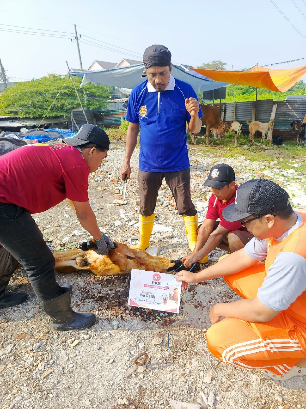DPC PKS Mulyorejo Surabaya Salurkan Sapi 13 Kurban Sambut Idul Adha 1447 Hijriah